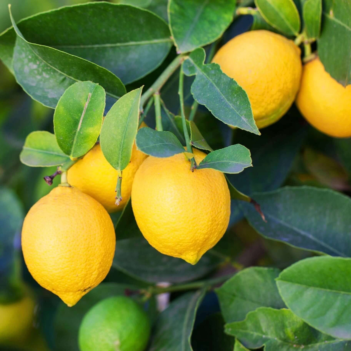 A cluster of ripe Meyer lemons hanging from a Meyer lemon tree.